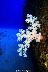 Soft coral grows on the hull of the Jebedah shipwreck Mau... by Jean-Yves Bignoux 